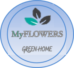 Декоративные комнатные растения: описание и уход